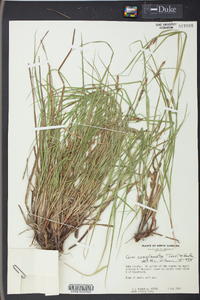 Carex complanata image