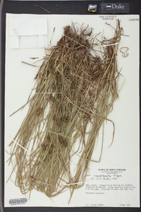 Carex complanata image