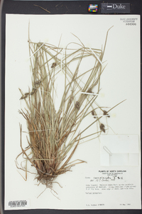 Carex complanata image