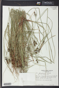 Carex complanata image