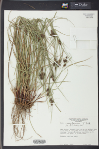 Carex complanata image