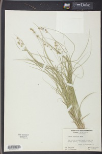 Carex convoluta image