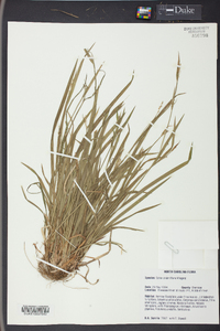 Carex crebriflora image