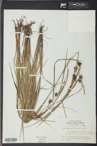 Carex elliottii image