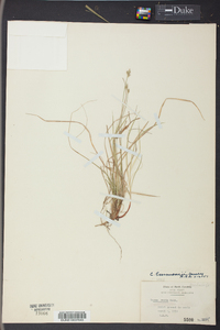 Carex emmonsii image