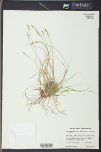 Carex emmonsii image