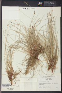 Carex emmonsii image