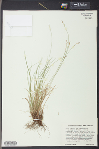 Carex emmonsii image