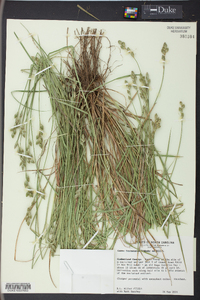 Carex festucacea image