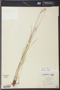 Carex festucacea image