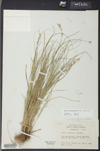 Carex festucacea image