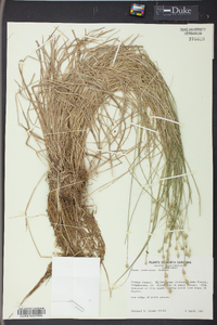 Carex festucacea image