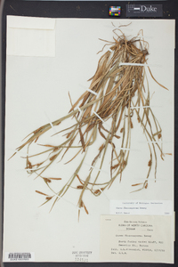 Carex flaccosperma image