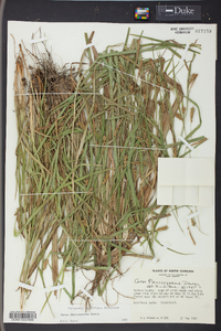 Carex flaccosperma image