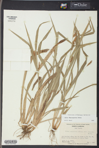 Carex flaccosperma image