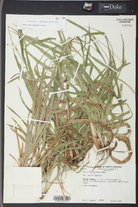 Carex flaccosperma image