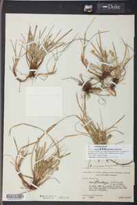 Carex floridana image