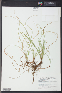 Carex floridana image