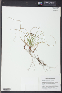 Carex floridana image