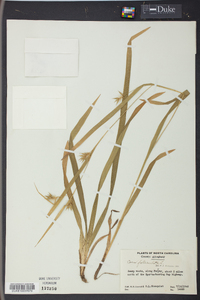 Carex folliculata image