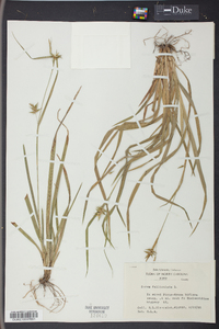 Carex folliculata image
