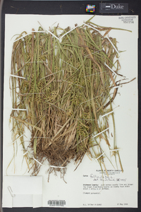 Carex folliculata image