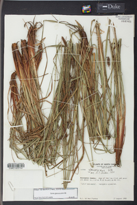 Carex glaucescens image