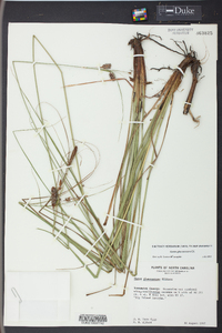 Carex glaucescens image