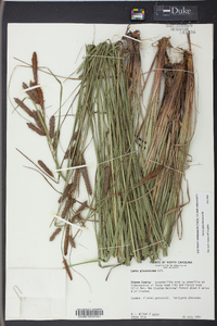 Carex glaucescens image