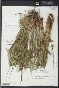 Carex glaucescens image