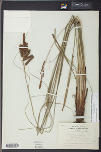 Carex glaucescens image