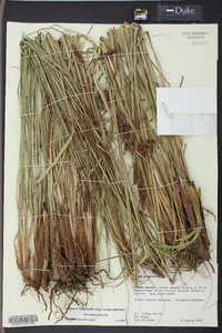 Carex glaucescens image