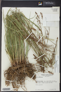 Carex glaucescens image