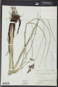 Carex glaucescens image