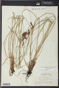 Carex glaucescens image