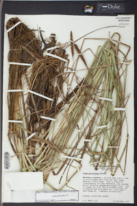 Carex glaucescens image