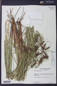 Carex glaucescens image