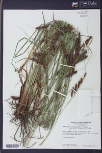 Carex glaucescens image