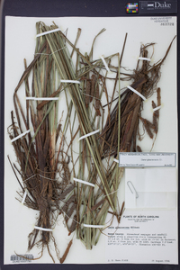 Carex glaucescens image