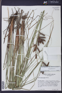 Carex glaucescens image