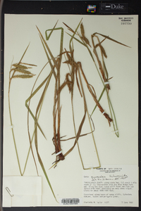 Carex gynandra image