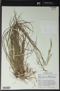 Carex impressinervia image