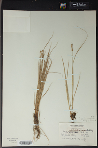 Carex incomperta image