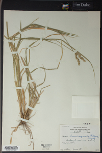 Carex laevivaginata image