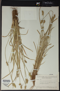 Carex laevivaginata image