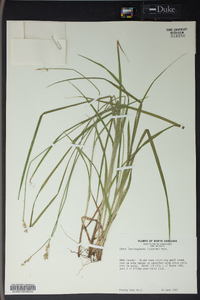 Carex laevivaginata image