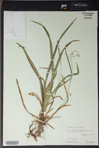 Carex laxiculmis image