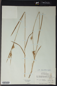Carex lonchocarpa image