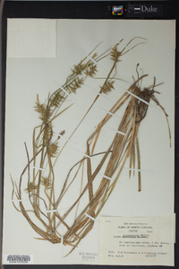 Carex lonchocarpa image