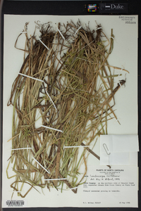 Carex lonchocarpa image